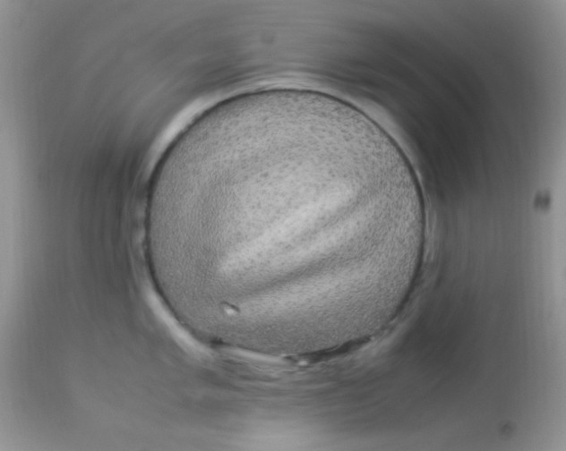 X0000113071005200909182020