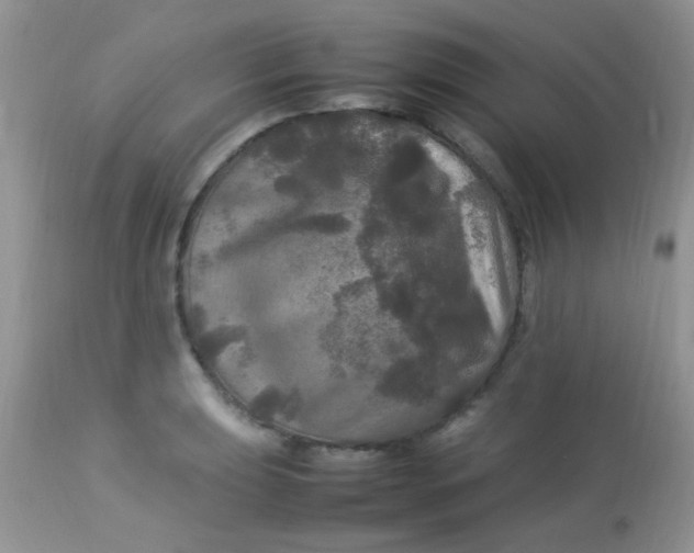 X0000113071039200909182020