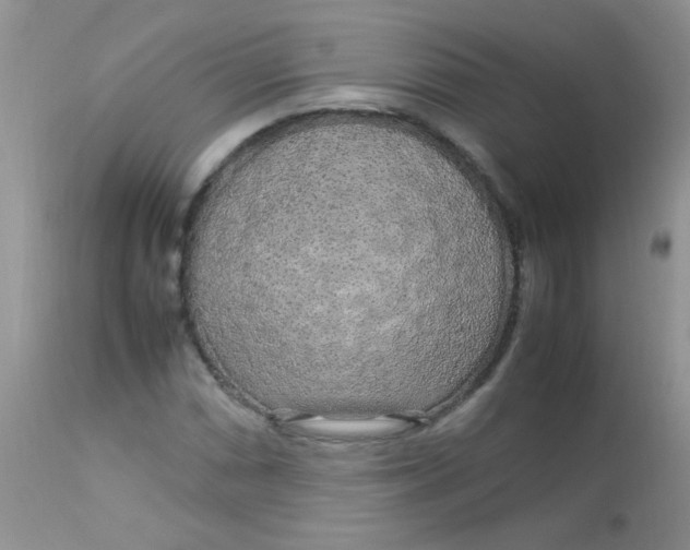 X0000113071066200909182019