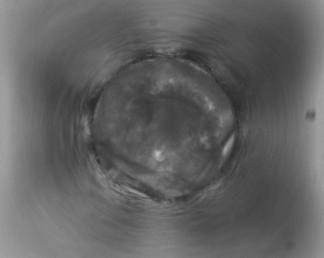 X0000113071106200909182018