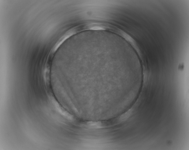 X0000113071194200909182017