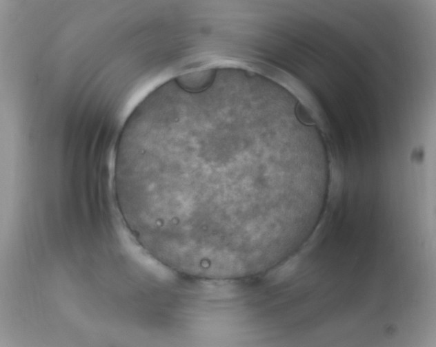 X0000113071198200909182017