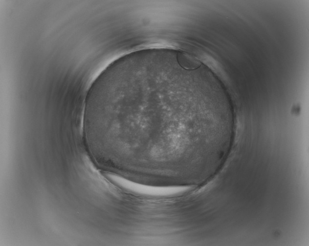 X0000113071228200909182017