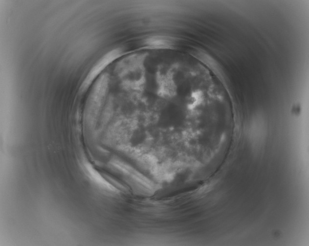 X0000113071243200909182017