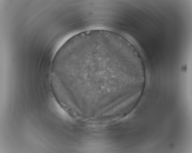 X0000113071244200909182017