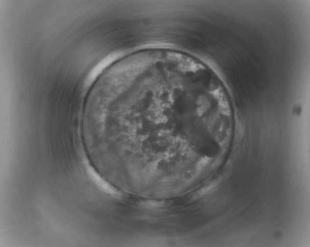 X0000113071245200909182017