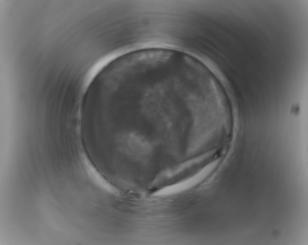 X0000113071246200909182017