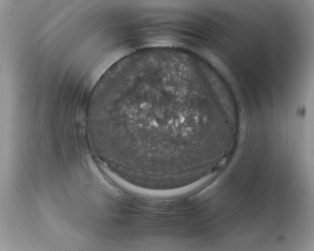 X0000113071329200909182015