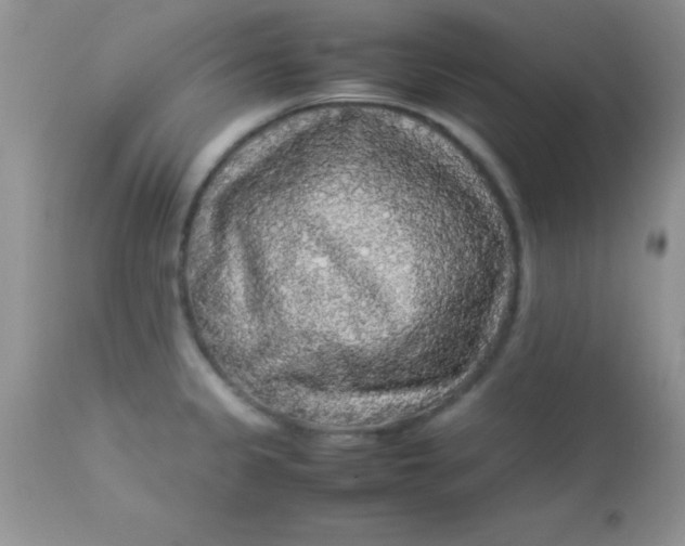 X0000113071333200909182015