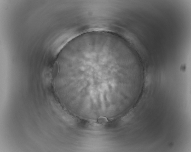 X0000113071361200909182015