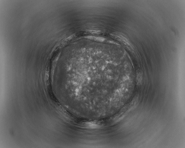 X0000113070365200909250934