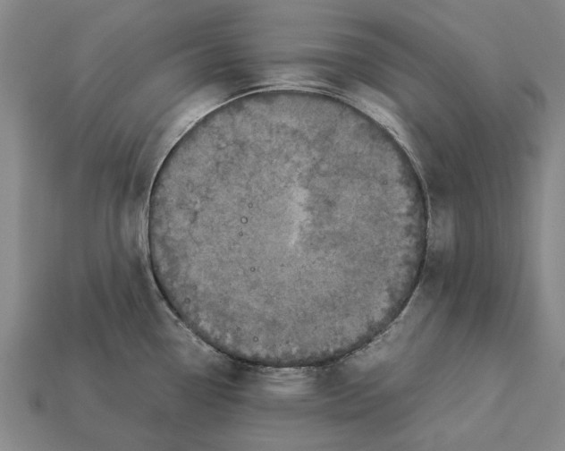 X0000113071338200909250921
