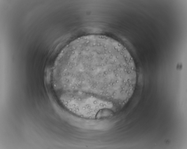 X0000113070026200910091218