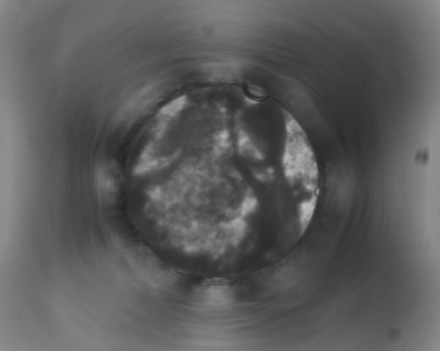X0000113070228200910091215