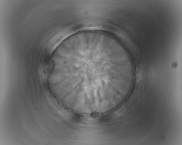 X0000113071361200910091157
