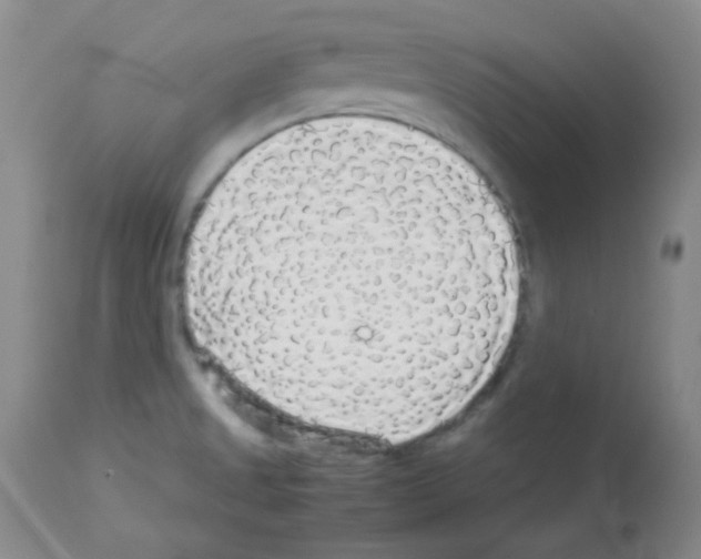 X0000113071525200910091155