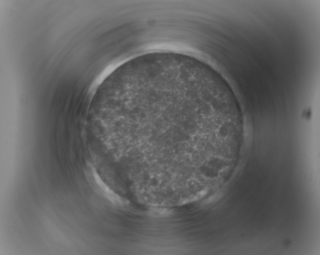 X0000113071529200910091155