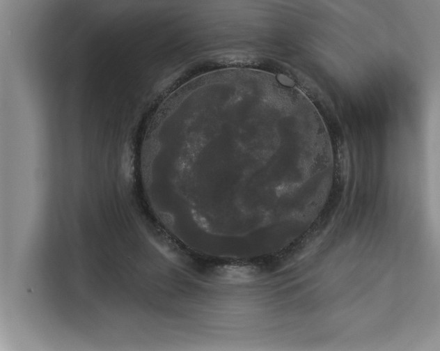 X0000113080255200908281229