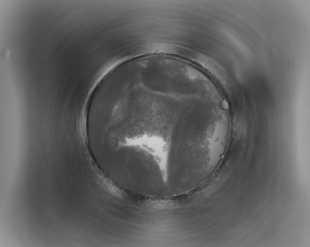 X0000113080886200908281221