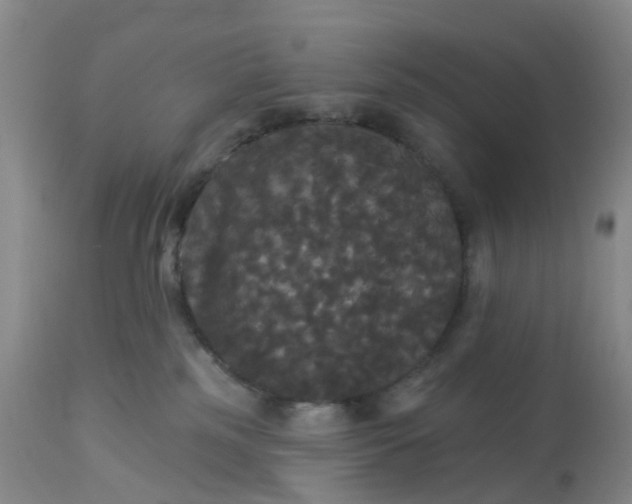 X0000113080185200909111012