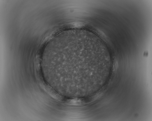 X0000113080366200909111009