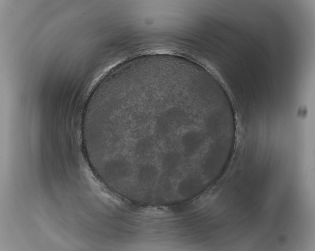 X0000113080386200909111008