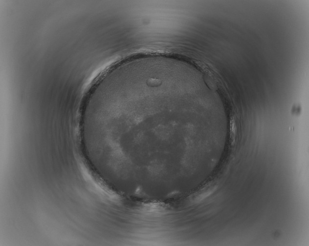 X0000113080396200909111008