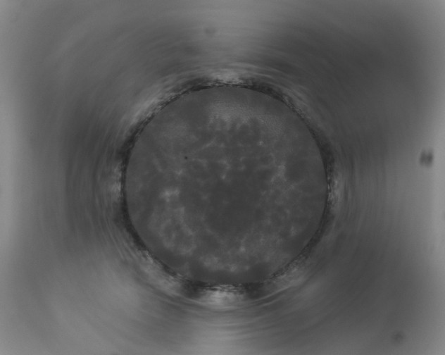 X0000113080466200909111007