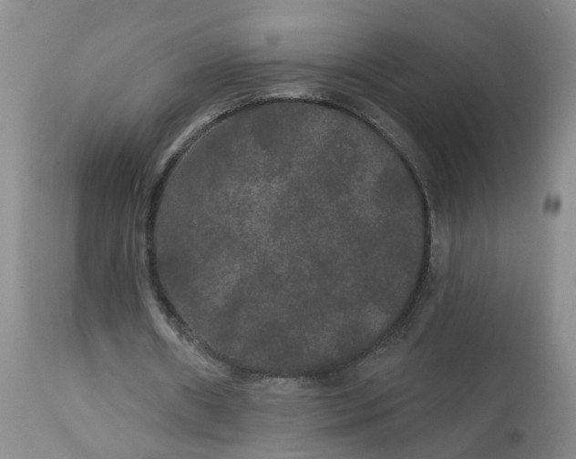 X0000113080482200909111007