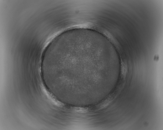 X0000113080486200909111007