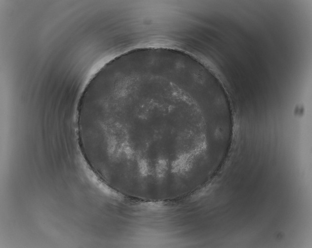 X0000113080990200909110959