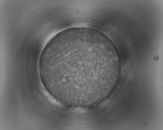 X0000113081086200909110958