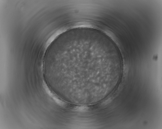 X0000113081282200909110955