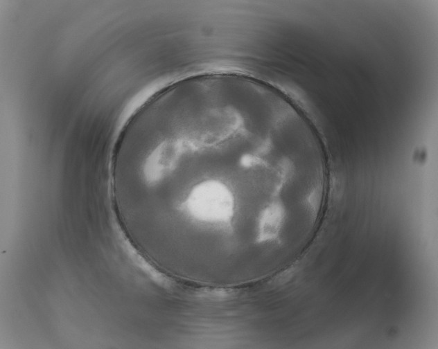 X0000113081286200909110955