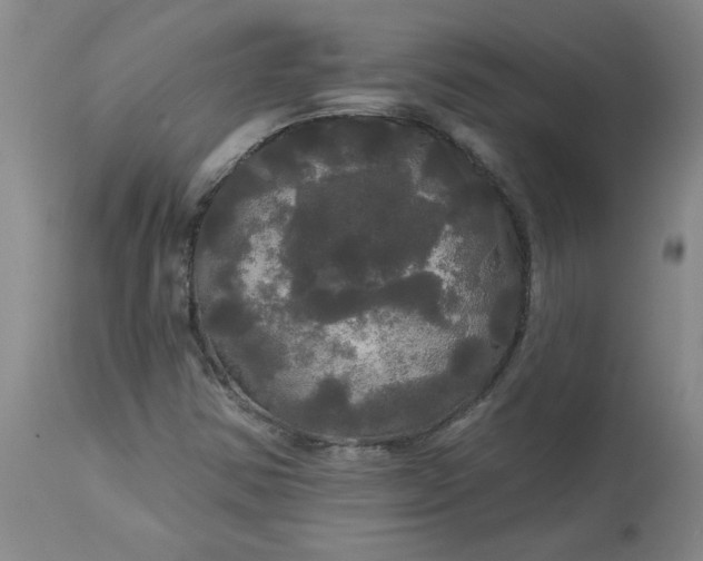 X0000113081354200909110954