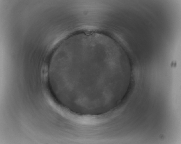 X0000113080024200909182100