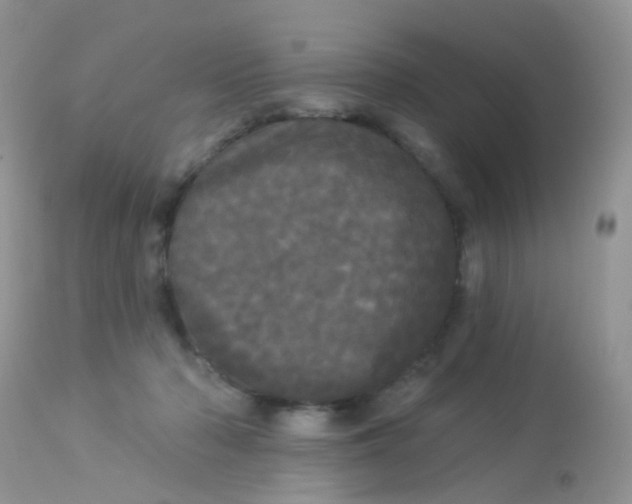 X0000113080318200909182055
