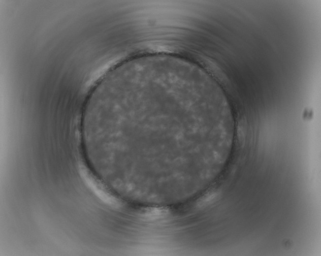X0000113080398200909182054
