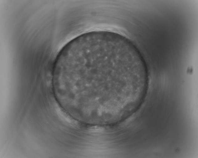 X0000113081505200909182036