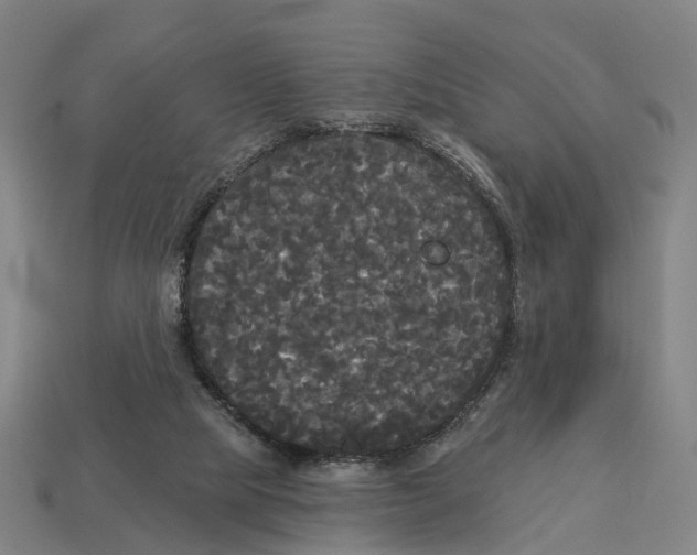 X0000113080065200909250958
