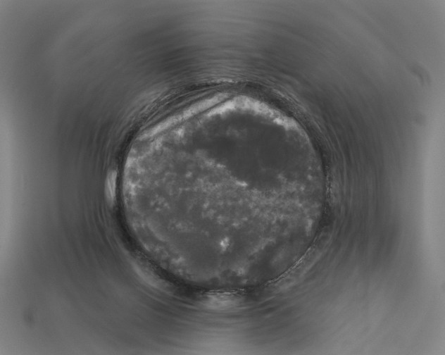 X0000113080070200909250958