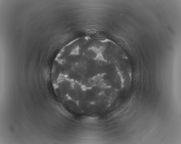 X0000113080081200909250958