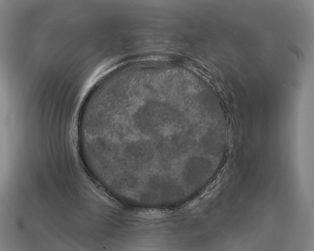 X0000113080198200909250956