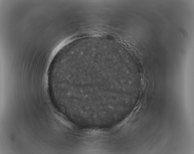 X0000113080246200909250955