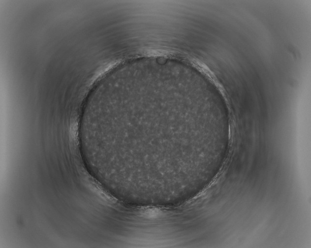 X0000113080249200909250955