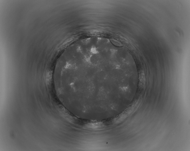 X0000113080278200909250955