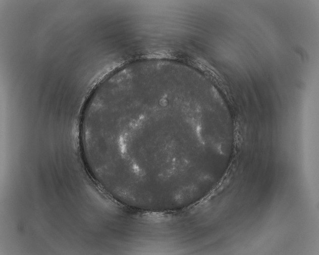 X0000113080298200909250955