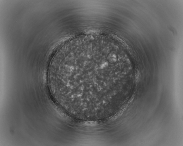 X0000113080353200909250954