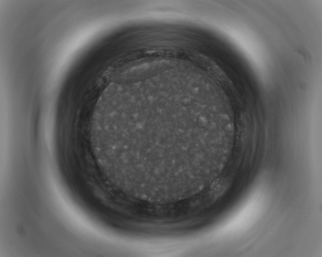 X0000113080383200909250954