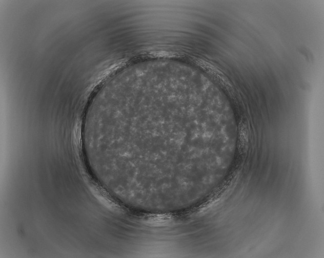 X0000113080398200909250953